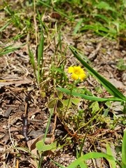 Oxalis exilis