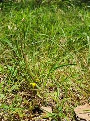 Oxalis exilis