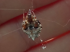 Verrucosa