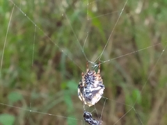 Verrucosa