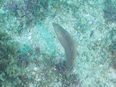 Suezichthys arquatus