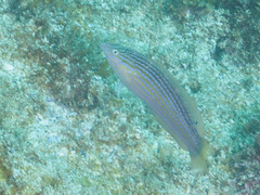 Suezichthys arquatus