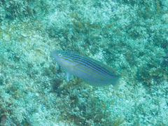 Suezichthys arquatus