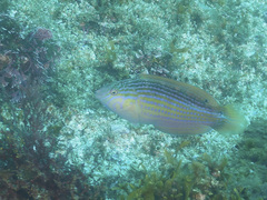 Suezichthys arquatus