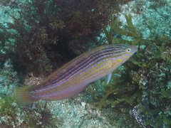 Suezichthys arquatus