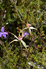 Caladenia fulva