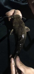 Pylodictis olivaris