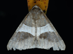 Dysgonia constricta