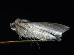 Dysgonia constricta