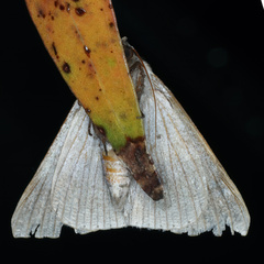 Dysgonia constricta