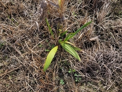 Washingtonia robusta