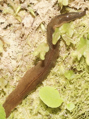 Newzealandia