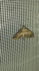 Lagynopteryx botulata