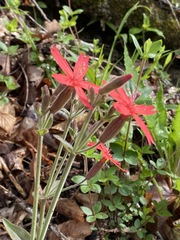 Silene virginica