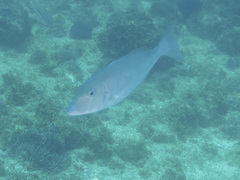 Lethrinus rubrioperculatus