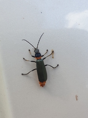 Chauliognathus lugubris