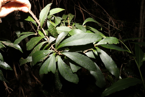 Symplocos harroldii (Symplocos harroldii)