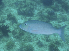 Lethrinus rubrioperculatus