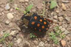 Mecynorhina passerinii