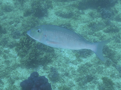 Lethrinus rubrioperculatus