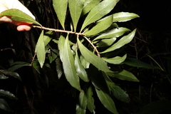 Symplocos harroldii