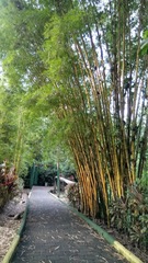 Bambusa vulgaris