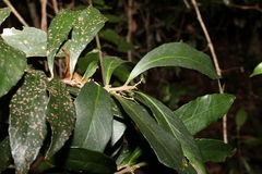 Symplocos harroldii