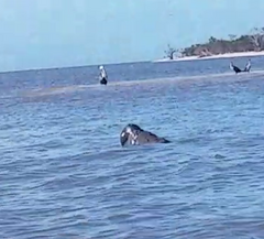 Trichechus manatus latirostris