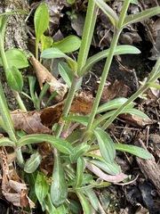 Silene virginica
