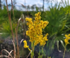 Solidago virgata