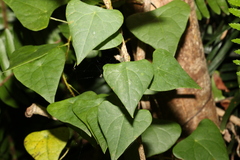 Echinostephia aculeata