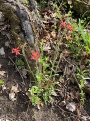 Silene virginica