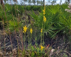 Solidago virgata