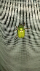 Brachysternus prasinus