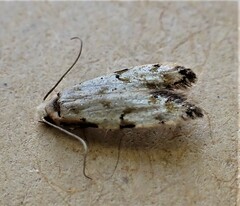 Endophthora omogramma