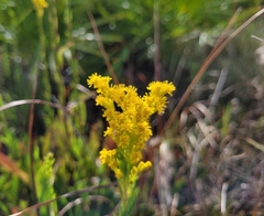 Solidago virgata