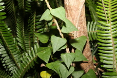 Echinostephia aculeata