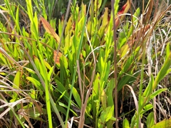 Solidago virgata