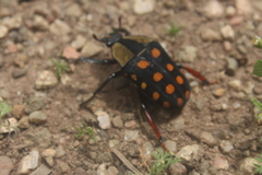 Mecynorhina passerinii