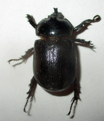Cyphonistes vallatus