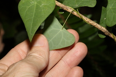 Echinostephia aculeata