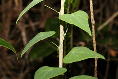Echinostephia aculeata