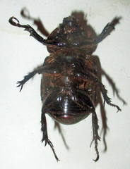 Cyphonistes vallatus