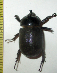 Cyphonistes vallatus