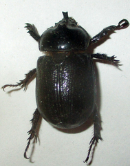 Cyphonistes vallatus