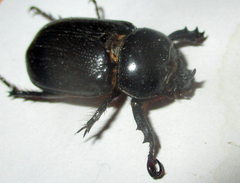Cyphonistes vallatus