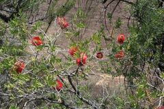 Callistemon