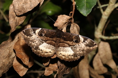 Erebus terminitincta