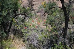 Callistemon