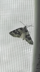 Danielaparra fragmentata